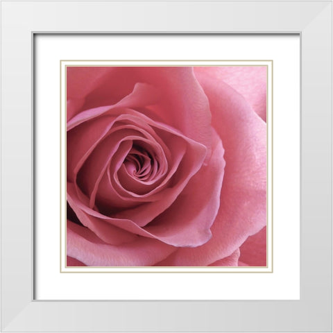 Blush Rose White Modern Wood Framed Art Print with Double Matting by Burkhart, Monika