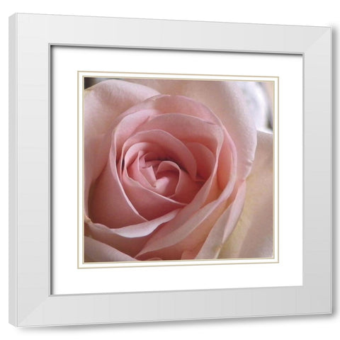 Salmon Rose Close-Up White Modern Wood Framed Art Print with Double Matting by Burkhart, Monika