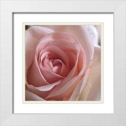 Salmon Rose Close-Up White Modern Wood Framed Art Print with Double Matting by Burkhart, Monika