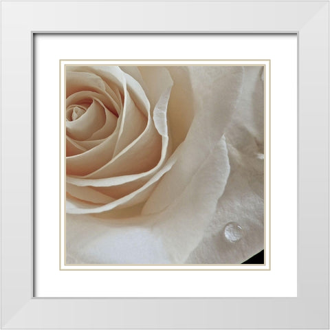 Rose Droplets White Modern Wood Framed Art Print with Double Matting by Burkhart, Monika