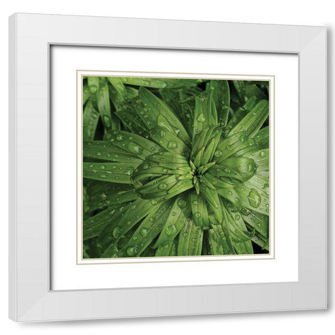 Nature Up-Close I White Modern Wood Framed Art Print with Double Matting by Burkhart, Monika
