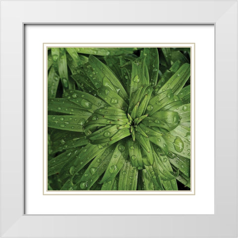 Nature Up-Close I White Modern Wood Framed Art Print with Double Matting by Burkhart, Monika