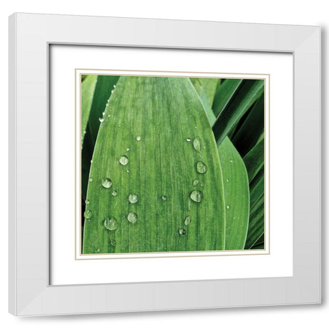 Nature Up-Close III White Modern Wood Framed Art Print with Double Matting by Burkhart, Monika
