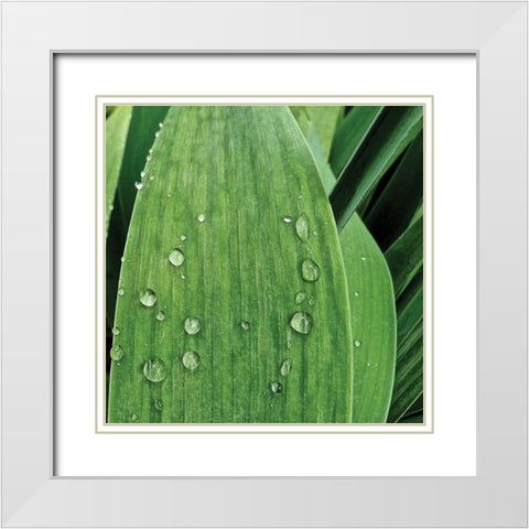Nature Up-Close III White Modern Wood Framed Art Print with Double Matting by Burkhart, Monika