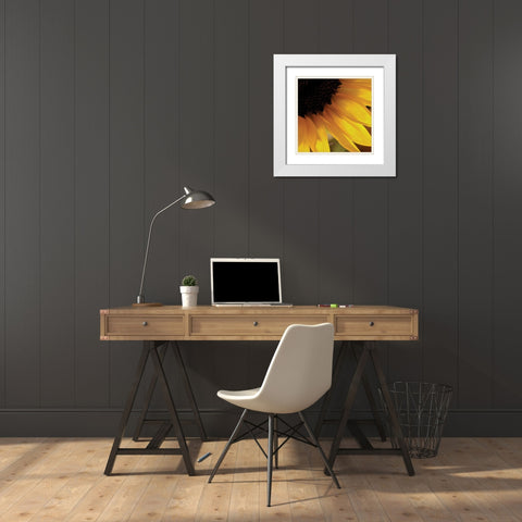 Sunlit Sunfloweres VI White Modern Wood Framed Art Print with Double Matting by Burkhart, Monika