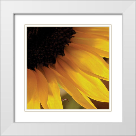 Sunlit Sunfloweres VI White Modern Wood Framed Art Print with Double Matting by Burkhart, Monika