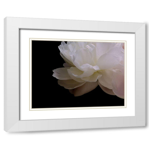 White Peony I White Modern Wood Framed Art Print with Double Matting by Burkhart, Monika
