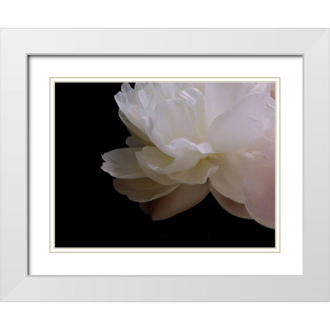 White Peony I White Modern Wood Framed Art Print with Double Matting by Burkhart, Monika