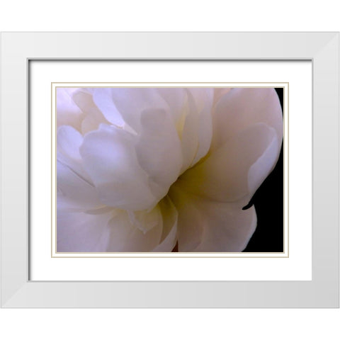 White Peony II White Modern Wood Framed Art Print with Double Matting by Burkhart, Monika