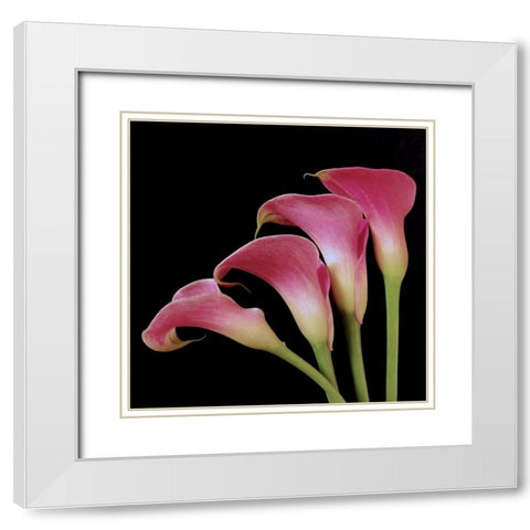 Pink Calla Lilies I White Modern Wood Framed Art Print with Double Matting by Burkhart, Monika