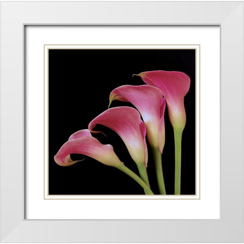 Pink Calla Lilies I White Modern Wood Framed Art Print with Double Matting by Burkhart, Monika