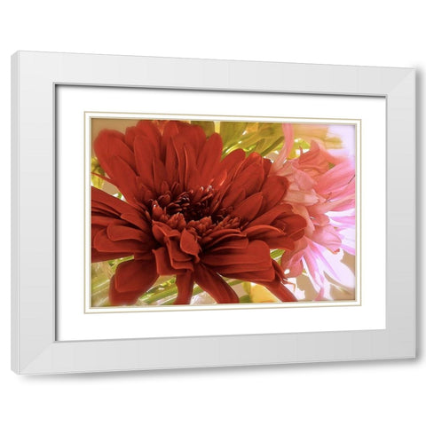 Gerbera Daisies White Modern Wood Framed Art Print with Double Matting by Burkhart, Monika