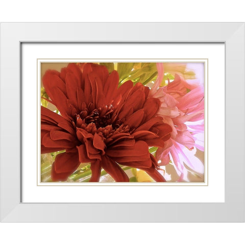 Gerbera Daisies White Modern Wood Framed Art Print with Double Matting by Burkhart, Monika
