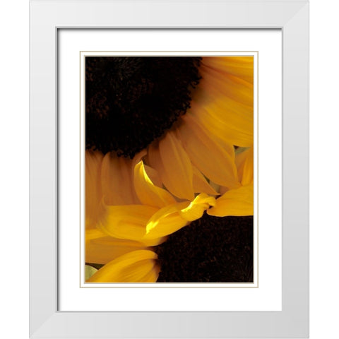 Sunflowers IX White Modern Wood Framed Art Print with Double Matting by Burkhart, Monika