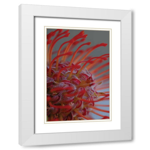 Summer Bloom XIII White Modern Wood Framed Art Print with Double Matting by Berzel, Erin