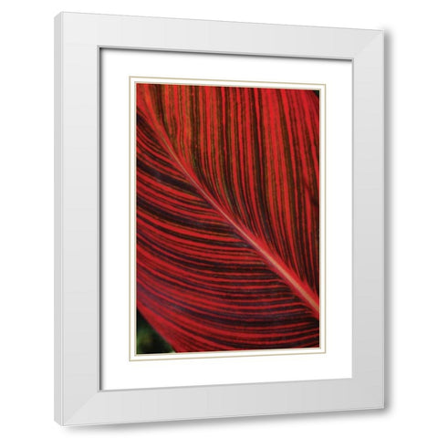 Red Leaf I White Modern Wood Framed Art Print with Double Matting by Berzel, Erin