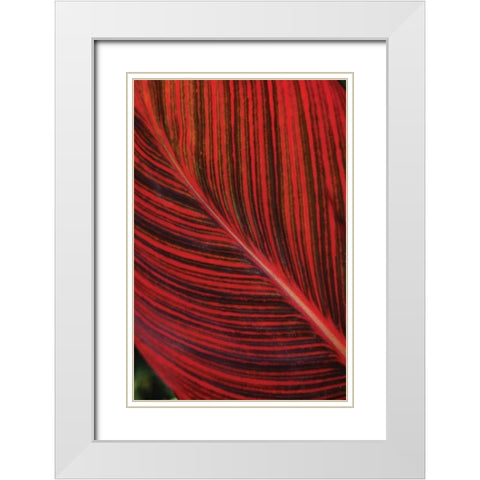 Red Leaf I White Modern Wood Framed Art Print with Double Matting by Berzel, Erin