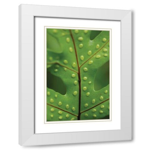 Spotted Leaf I White Modern Wood Framed Art Print with Double Matting by Berzel, Erin