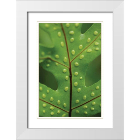 Spotted Leaf I White Modern Wood Framed Art Print with Double Matting by Berzel, Erin