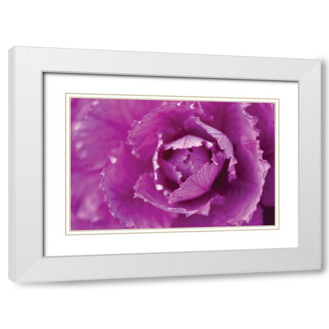 Purple Cabbage White Modern Wood Framed Art Print with Double Matting by Berzel, Erin