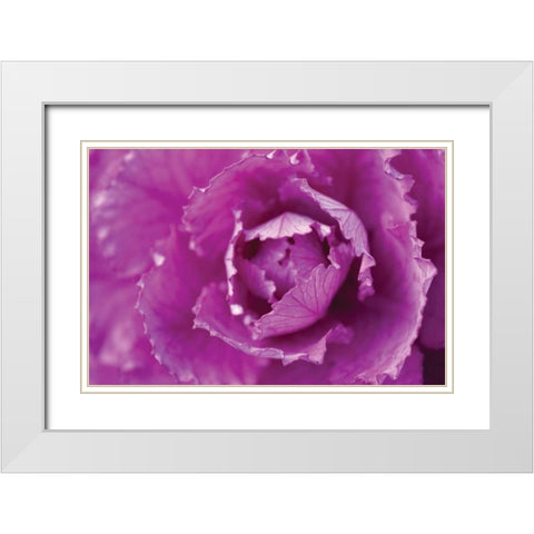 Purple Cabbage White Modern Wood Framed Art Print with Double Matting by Berzel, Erin