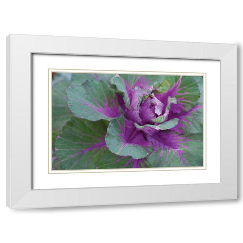 Cabbage Plant White Modern Wood Framed Art Print with Double Matting by Berzel, Erin