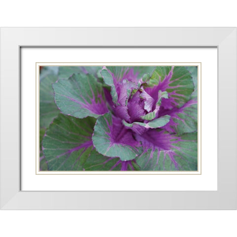 Cabbage Plant White Modern Wood Framed Art Print with Double Matting by Berzel, Erin
