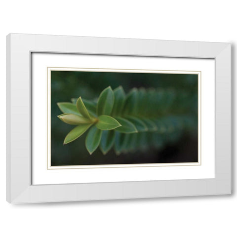 Green Leaves II White Modern Wood Framed Art Print with Double Matting by Berzel, Erin