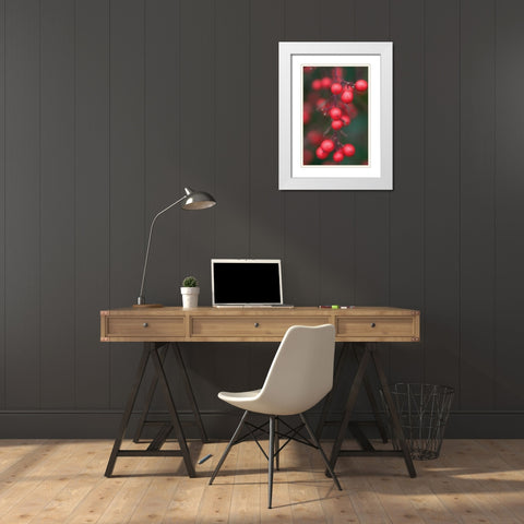 Red Berries I White Modern Wood Framed Art Print with Double Matting by Berzel, Erin