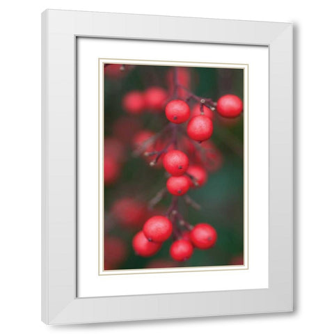 Red Berries I White Modern Wood Framed Art Print with Double Matting by Berzel, Erin