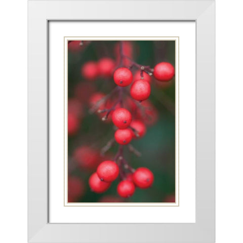 Red Berries I White Modern Wood Framed Art Print with Double Matting by Berzel, Erin