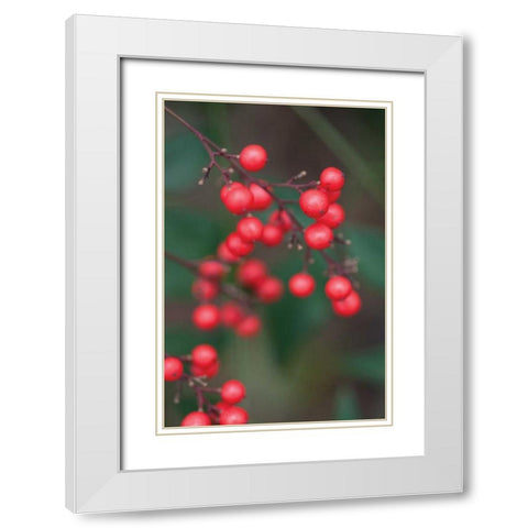 Red Berries II White Modern Wood Framed Art Print with Double Matting by Berzel, Erin