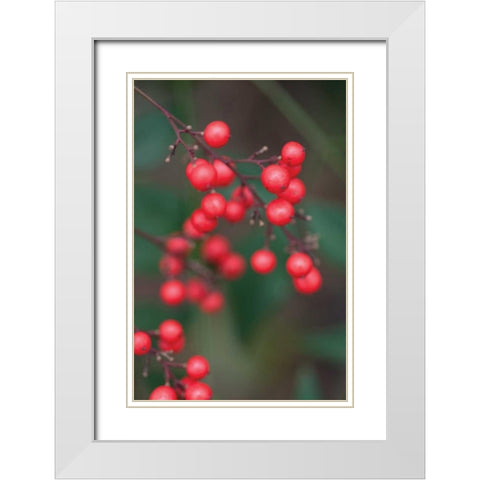 Red Berries II White Modern Wood Framed Art Print with Double Matting by Berzel, Erin