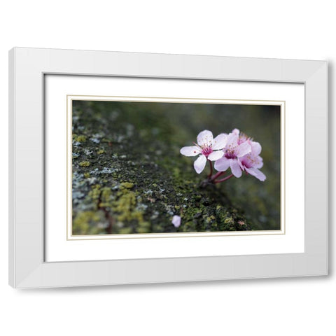 Portland Cherry Blossom I White Modern Wood Framed Art Print with Double Matting by Berzel, Erin