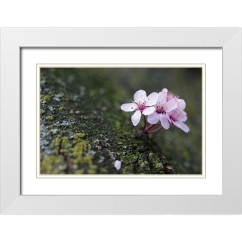 Portland Cherry Blossom I White Modern Wood Framed Art Print with Double Matting by Berzel, Erin