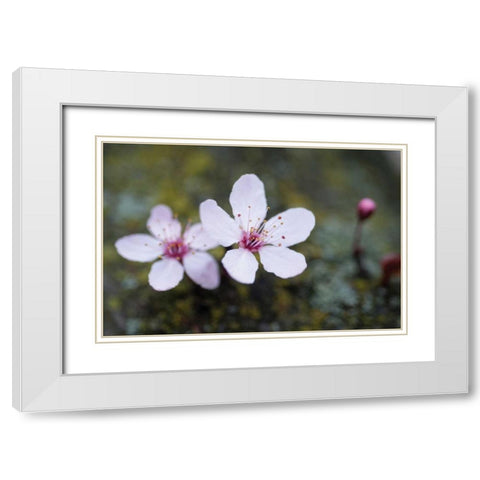 Portland Cherry Blossom II White Modern Wood Framed Art Print with Double Matting by Berzel, Erin
