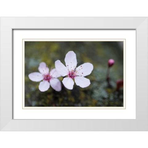 Portland Cherry Blossom II White Modern Wood Framed Art Print with Double Matting by Berzel, Erin