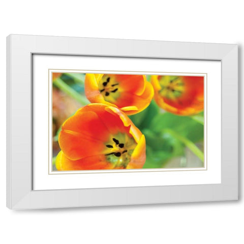 Orange Tulips II White Modern Wood Framed Art Print with Double Matting by Berzel, Erin
