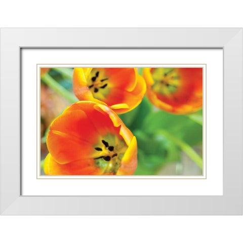 Orange Tulips II White Modern Wood Framed Art Print with Double Matting by Berzel, Erin