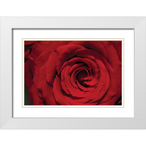 Red Rose Detail White Modern Wood Framed Art Print with Double Matting by Berzel, Erin