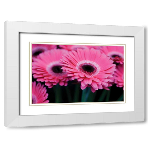 Pink Gerbera Daisies I White Modern Wood Framed Art Print with Double Matting by Berzel, Erin