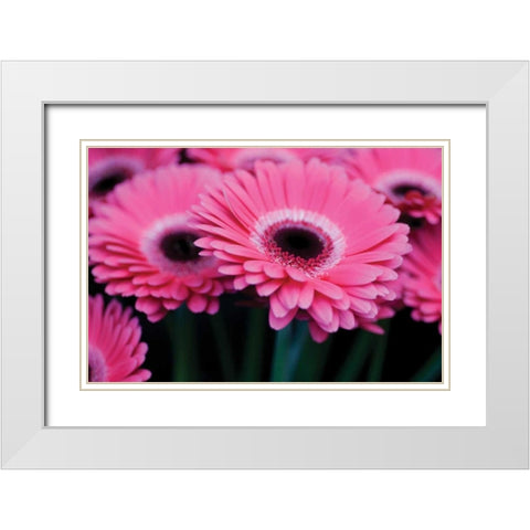 Pink Gerbera Daisies I White Modern Wood Framed Art Print with Double Matting by Berzel, Erin