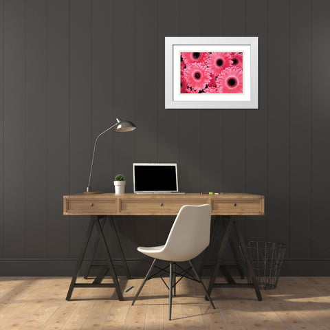 Pink Gerbera Daisies III White Modern Wood Framed Art Print with Double Matting by Berzel, Erin