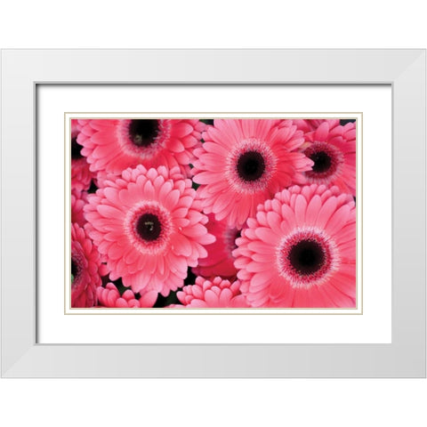 Pink Gerbera Daisies III White Modern Wood Framed Art Print with Double Matting by Berzel, Erin