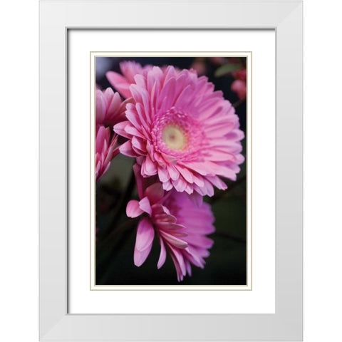 Pink Gerbera Daisies IV White Modern Wood Framed Art Print with Double Matting by Berzel, Erin
