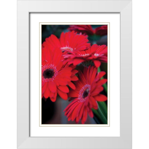 Red Gerbera Daisies I White Modern Wood Framed Art Print with Double Matting by Berzel, Erin