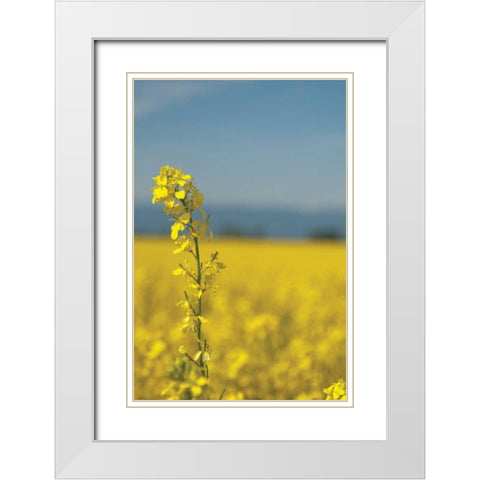 Canola Close-up White Modern Wood Framed Art Print with Double Matting by Berzel, Erin