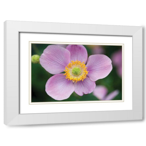 Anemone I White Modern Wood Framed Art Print with Double Matting by Berzel, Erin