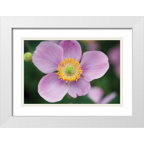 Anemone I White Modern Wood Framed Art Print with Double Matting by Berzel, Erin