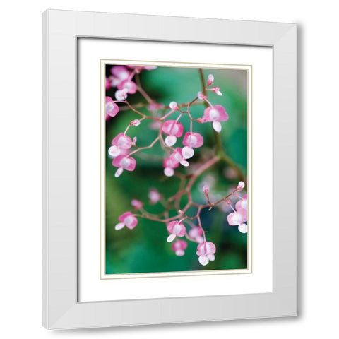 Delicate Begonia I White Modern Wood Framed Art Print with Double Matting by Berzel, Erin